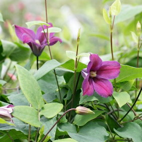 楽天市場 花の苗物 種類 植物 クレマチス 人気ランキング1位 売れ筋商品 楽天市場 花の苗物 種類 植物 クレマチス 人気ランキング1位 売れ筋商品